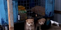Спасенным из мусорки щенкам в Кашире нашли новый дом и любящих хозяев - Regions.Ru