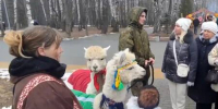 Альпаки разгуливали в каширском городском парке на Масленице - Regions.Ru