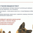 Подозрение на бешенство кошки - Администрация г.о. Кашира