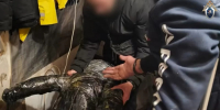 Последнее пристанище: стало известно, в каком доме Каширы-2 убийца девочки спрятал тело в подвале - Kashira.Ru